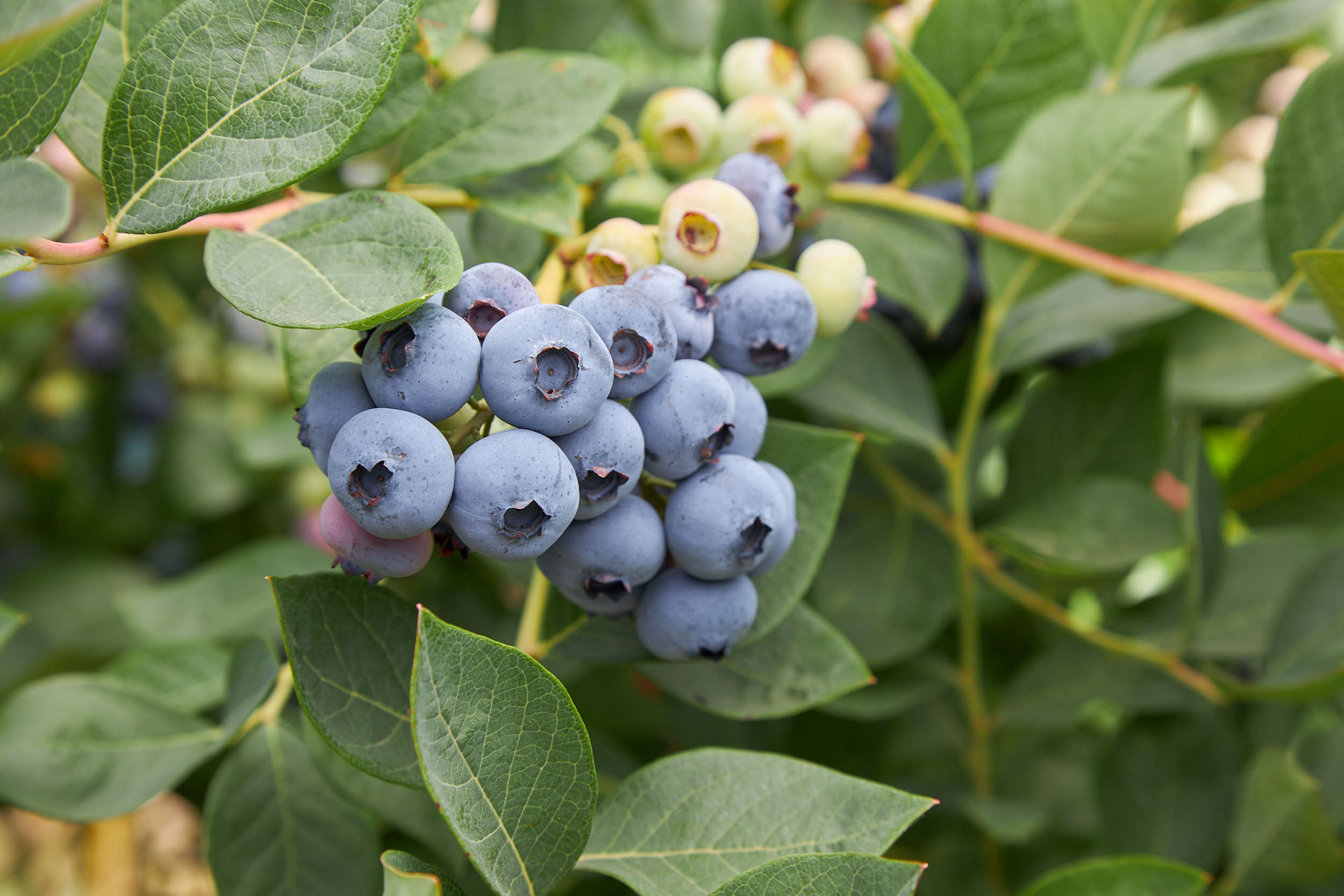 ArabellaBlue_Henry Farm - Cluster